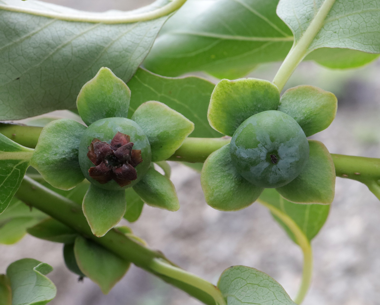 Plant Image